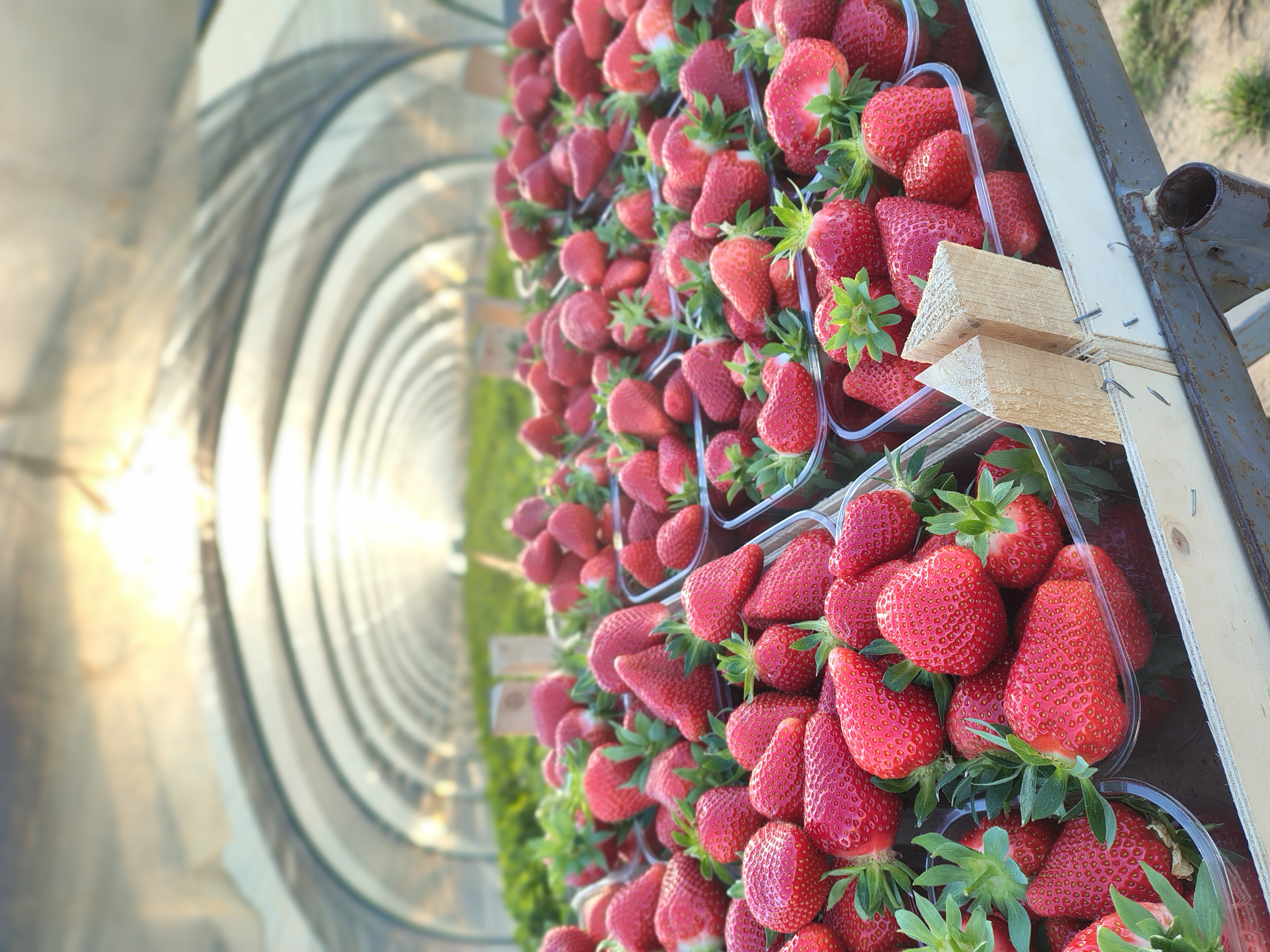verse aardbeien automaat menen