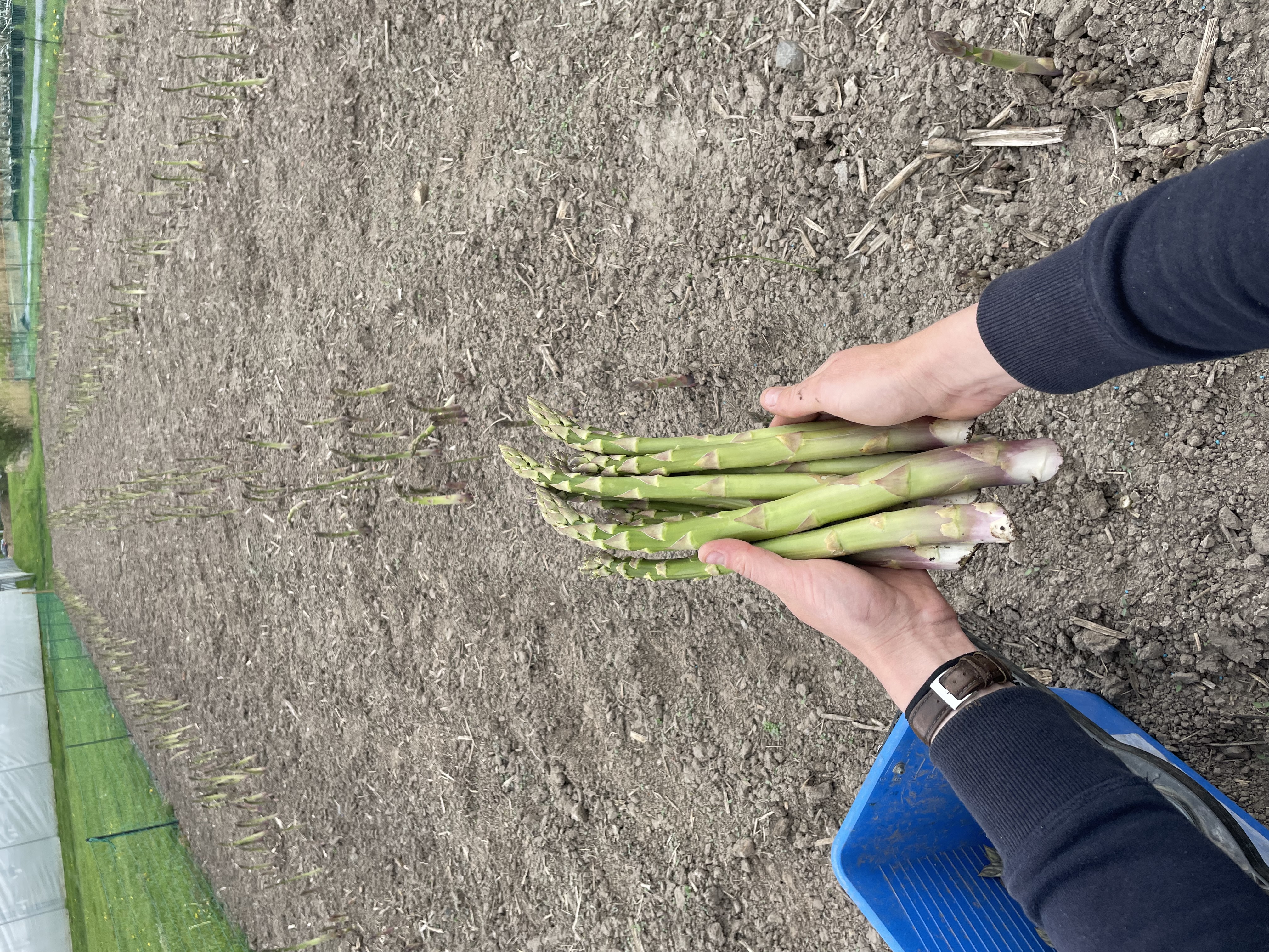 verse asperge automaat menen